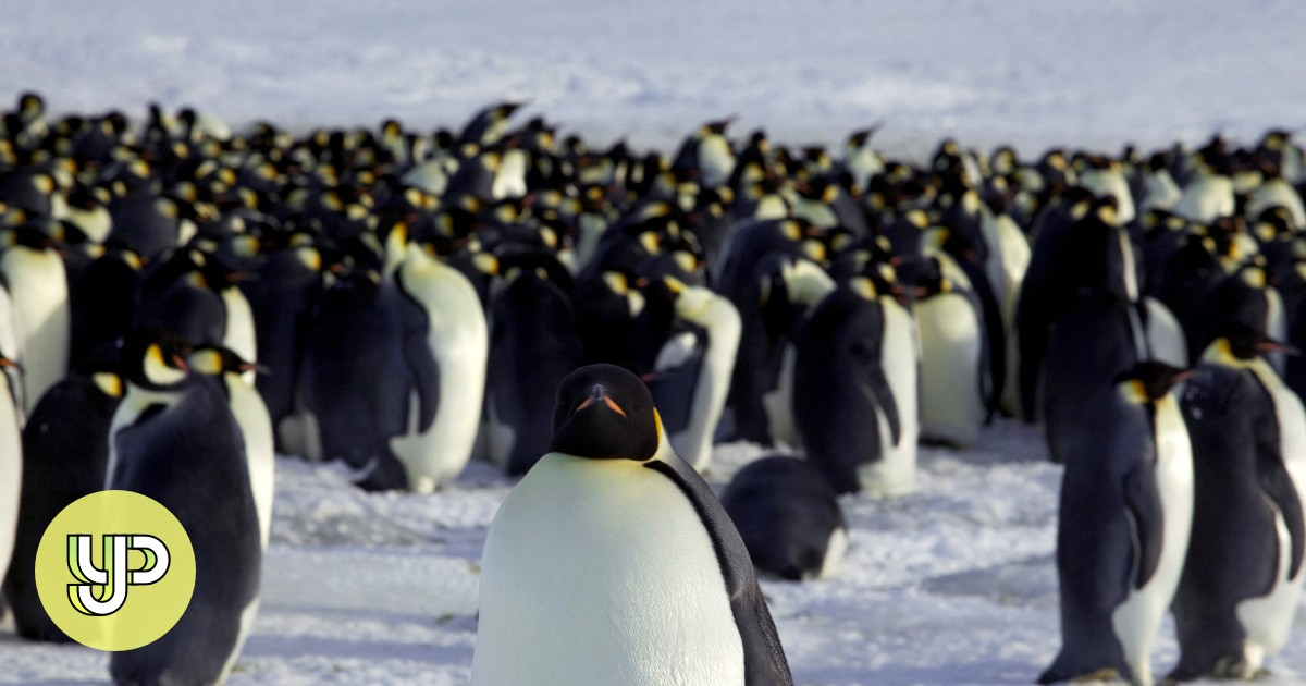 Pemanasan global menghantam penguin kaisar saat rumah es mereka terkikis di belakang perubahan iklim, kata studi – YP